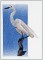 BFC1257 Three Egrets