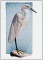 BFC1257 Three Egrets