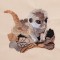 BFC1258 Meercats