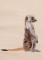 BFC1258 Meercats