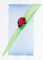 BFC1268 Ladybugs