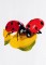 BFC1268 Ladybugs