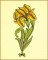 BFC1626 2016 13th Anniversary Flowers