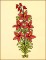 BFC1626 2016 13th Anniversary Flowers