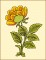 BFC1626 2016 13th Anniversary Flowers