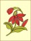 BFC1626 2016 13th Anniversary Flowers