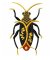 RMG131 Insect 131