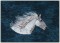 BFC1337 Galloping in the Wind Handbag