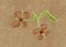 BFC1339 Jacobean Florals
