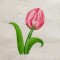 BFC1344 Vibrant Flowers