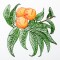 BFC1350 Botanical Fruit Woodcuts Quilt Blocks
