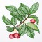 BFC1350 Botanical Fruit Woodcuts Quilt Blocks