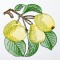 BFC1350 Botanical Fruit Woodcuts Quilt Blocks