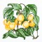 BFC1350 Botanical Fruit Woodcuts Quilt Blocks