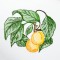BFC1350 Botanical Fruit Woodcuts Quilt Blocks