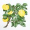 BFC1350 Botanical Fruit Woodcuts Quilt Blocks