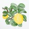 BFC1350 Botanical Fruit Woodcuts Quilt Blocks