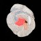 BFC1356 Crocus