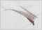 BFC1360 Large Pheasant
