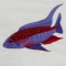 BFC1368 Four Tropical Fish