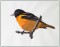 BFC1382 Three Baltimore Orioles