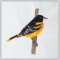 BFC1382 Three Baltimore Orioles