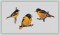 BFC1382 Three Baltimore Orioles