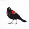 BFC1389 Colorful Birds of the US