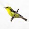 BFC1389 Colorful Birds of the US
