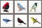 BFC1389 Colorful Birds of the US