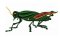 RMG139 Grasshopper