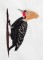 BFC1392 Woodpeckers