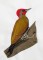 BFC1392 Woodpeckers