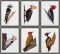 BFC1392 Woodpeckers