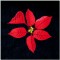 BFC1399 Three Poinsettias on Black