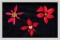 BFC1399 Three Poinsettias on Black
