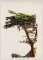 BFC1400 The Lone Cypress