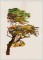 BFC1400 The Lone Cypress