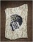 BFC1403 Large Pygmy Owl