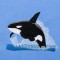 BFC1407 Orcas