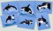 BFC1407 Orcas