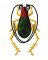 RMG141 Bush Cricket
