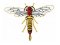 RMG142 Horntail Fly