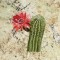 BFC1429 Southwestern Cactus Handbag