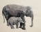 BFC1434 Endangered Species Series - Sumatran Elephant