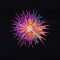 BFC1441 Fractilicious Flowers