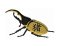 RMG145 Hercules Beetle