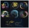 BFC1452 Fractilicious - The Amazing Mind