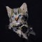 BFC1456C Large Kitten in a Bowl