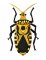 RMG146 Squash Bug
